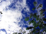 空と木々・植物の壁紙写真
