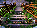 枯葉の階段