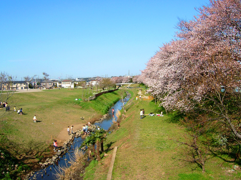 春の風景や花 植物の壁紙写真 16 桜の風景