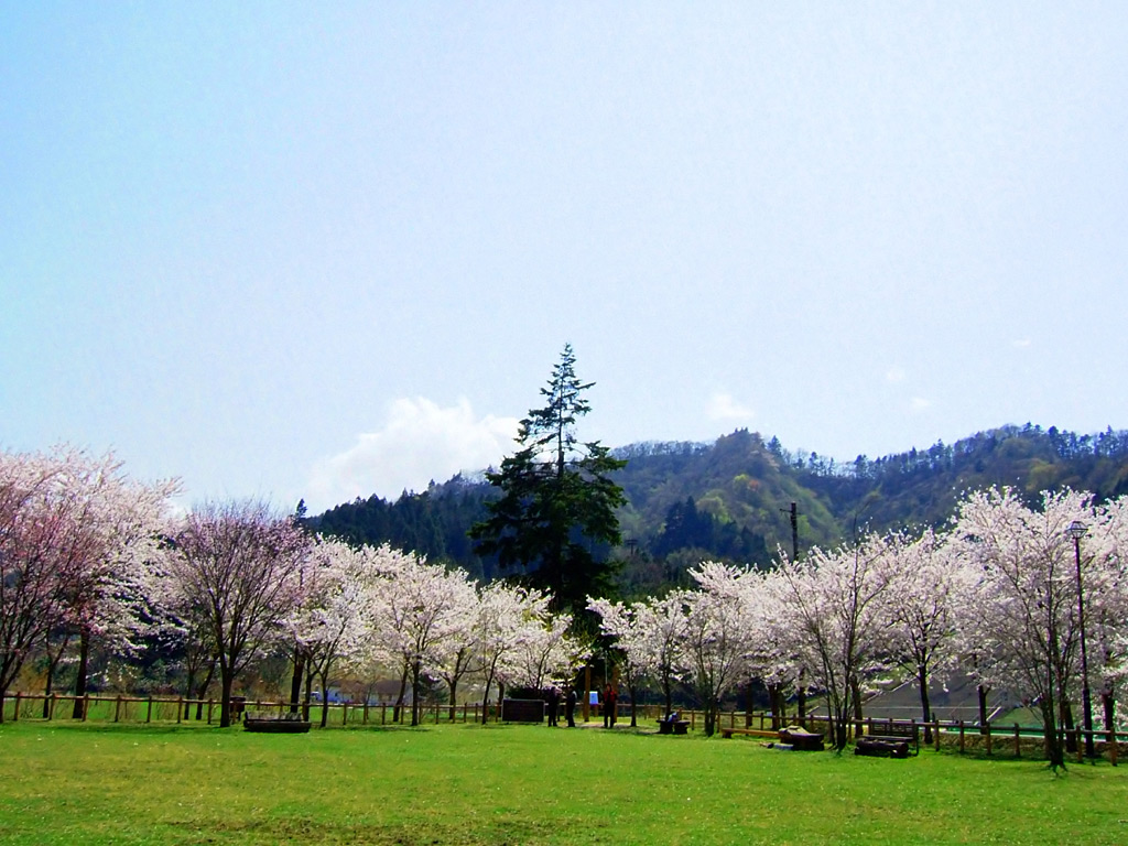 春の風景や花 植物の壁紙写真 43 桜の風景