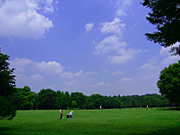 芝生の公園
