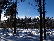 森林の冬